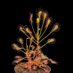 drosera carolina giant