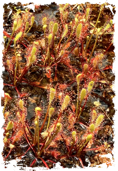 drosera sonnentau kaufen