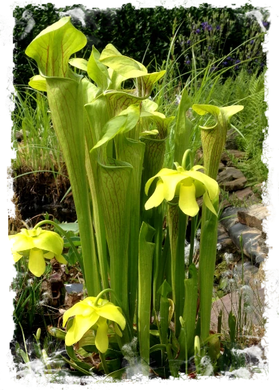 schlauchpflanze sarracenia kaufen