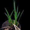 Beinbrech Moorlilie