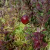 cranberry frucht