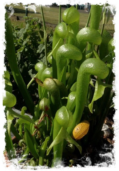 Kobralilie darlingtonia