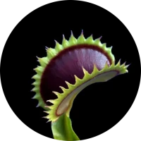 venusfliegenfalle