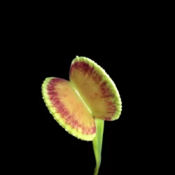 dionaea muscipula adentate