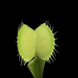 dionaea muscipula all green