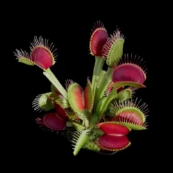 dionaea muscipula b52