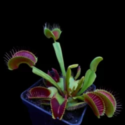 dionaea muscipula bimbo