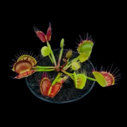 dionaea muscipula cross teeth