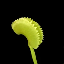 dionaea muscipula dentate