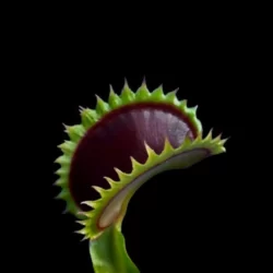 dionaea dracula