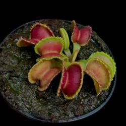 dionaea muscipula giant cudo