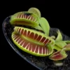 dionaea muscipula jaws smiley