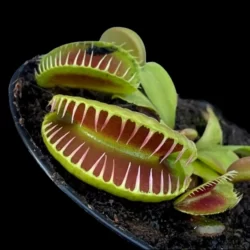 dionaea muscipula jaws smiley