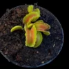 dionaea muscipula kim jong il