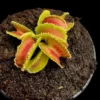 dionaea muscipula kim jong il