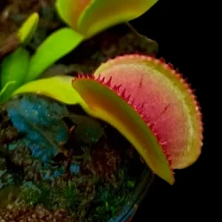 dionaea muscipula microdent