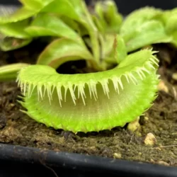 dionaea muscipula montecore