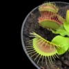 dionaea muscipula gj phalanx