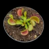 dionaea phalanx