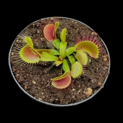 dionaea phalanx