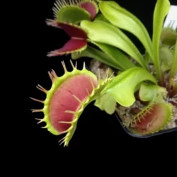 dionaea muscipula predator