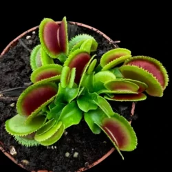 dionaea muscipula sawtooth