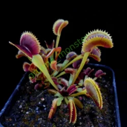 dionaea muscipula scarlatine