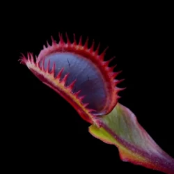 dionaea trevs red dentate