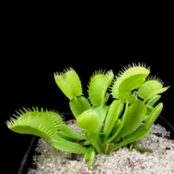 dionaea muscipula triton