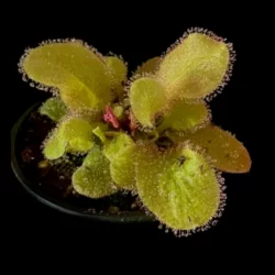 drosera andromeda