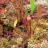 drosera anglica