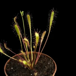 drosera anglica