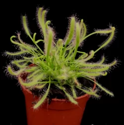 drosera capensis alba