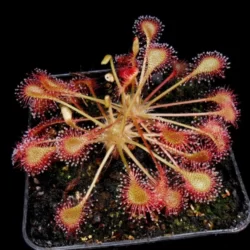 drosera eloisiana