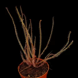 drosera filiformis var. floridana