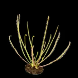 drosera filiformis