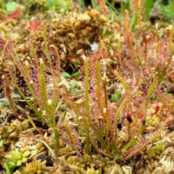 drosera.hybrida