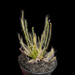 drosera hybrida