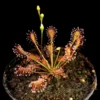 drosera intermedia