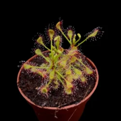 drosera madagascariensis