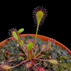 drosera obovata