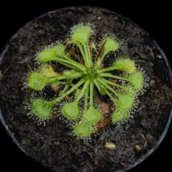 drosera rotundifolia all green