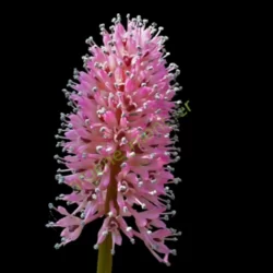 moornelke helonias bullata