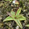 pinguicula alpina