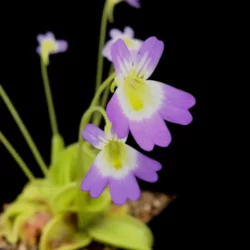 pinguicula hirtiflora