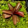 pinguicula planifolia