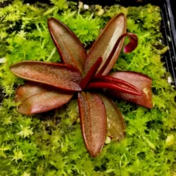 pinguicula planifolia