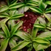 pinguicula primuliflora