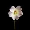 pinguicula primuliflora blüte