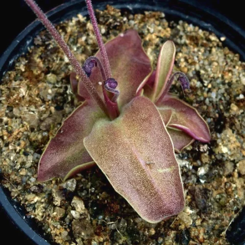 pinguicula rio ara